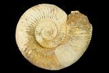 Jurassic Ammonite (Perisphinctes) Fossil - Madagascar #152773-1
